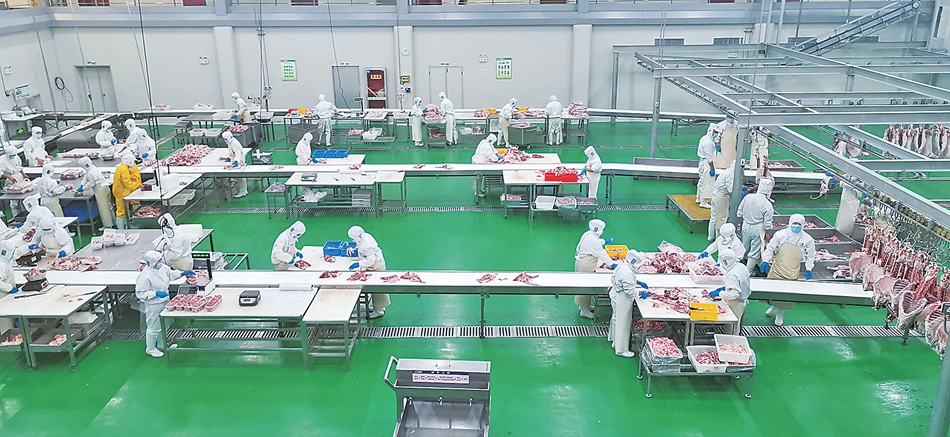 庆阳 草畜盛 产业旺 食品新引擎助力乡村振兴